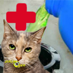 L'intoxication chez le chat : comment réagir en cas d'urgence ?