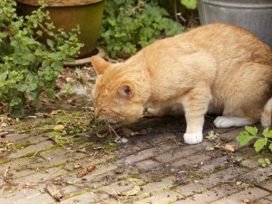 L'intoxication chez le chat : comment réagir en cas d'urgence ?