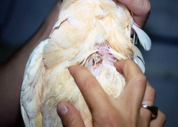 Santé : brûlure du jabot et fistule chez les perroquets (cause, symptômes, traitement)