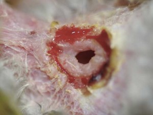 Santé : brûlure du jabot et fistule chez les perroquets (cause, symptômes, traitement)