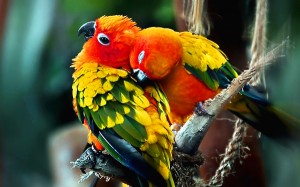 Les rapports sociaux entre les perroquets : l'amour au service de l'intelligence