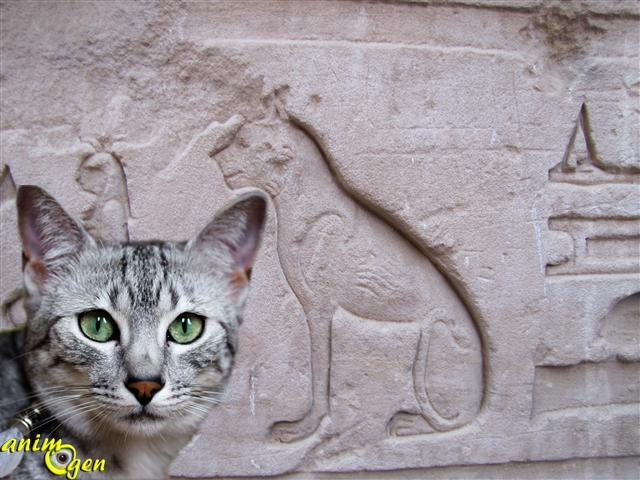 Le chat Mau égyptien et le scarabée sacré