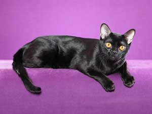 Morphologie : à quel profil la silhouette de mon chat correspond-elle ?