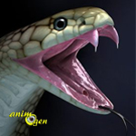 Que faire et éviter en cas de morsure par un serpent venimeux ? (Premiers soins)