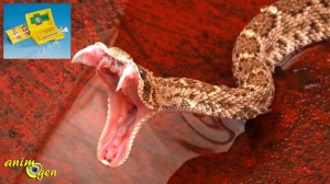 Que faire et éviter en cas de morsure par un serpent venimeux ? (Premiers soins)