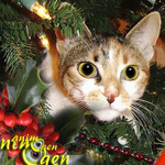 Santé : les plantes de Noël toxiques pour nos chats