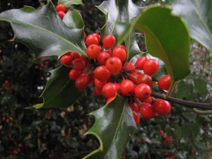 Santé : les plantes de Noël toxiques pour nos chats