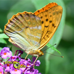 Papillon de nos jardins : Argynnis paphia, le Tabac d'Espagne