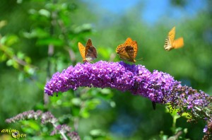 Papillon de nos jardins : Argynnis paphia, le Tabac d'Espagne