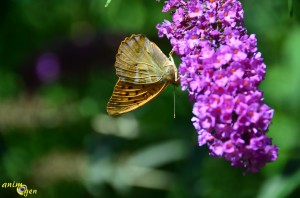 Papillon de nos jardins : Argynnis paphia, le Tabac d'Espagne