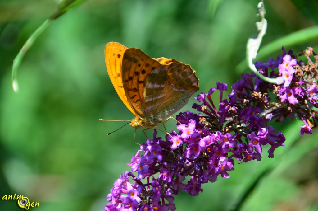 papillon-de-nos-jardins-argynnis-paphia-le-tabac-d-espagne-animogen