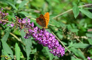 Papillon de nos jardins : Argynnis paphia, le Tabac d'Espagne