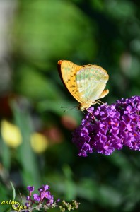 Papillon de nos jardins : Argynnis paphia, le Tabac d'Espagne