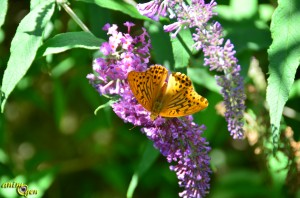 Papillon de nos jardins : Argynnis paphia, le Tabac d'Espagne