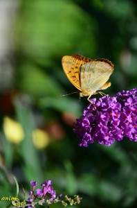 Papillon de nos jardins : Argynnis paphia, le Tabac d'Espagne