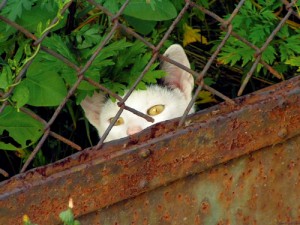 Comment retrouver un chat perdu par le profilage félin ?