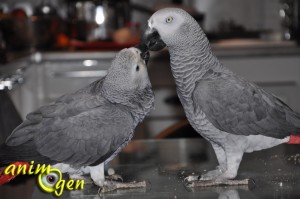 Comportements sexuels et rapports sociaux chez les perroquets, comment les identifier ?