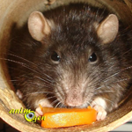 Alimentation et comportement : pourquoi les rats cachent-ils leur nourriture ?