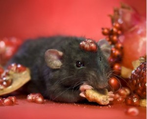 Alimentation et comportement : pourquoi les rats cachent-ils leur nourriture ?