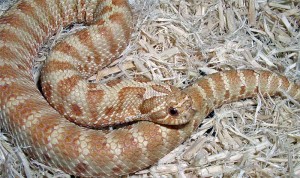 Le serpent à nez de cochon, serpent à groin, ou couleuvre à nez retroussé (Heterodon nasicus)