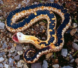 Le serpent à nez de cochon, serpent à groin, ou couleuvre à nez retroussé (Heterodon nasicus)