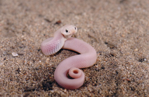 Le serpent à nez de cochon, serpent à groin, ou couleuvre à nez retroussé (Heterodon nasicus)