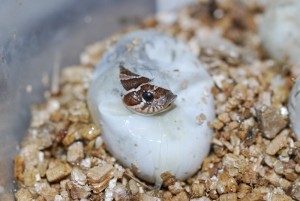 Le serpent à nez de cochon, serpent à groin, ou couleuvre à nez retroussé (Heterodon nasicus)