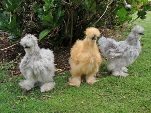 La Poule soie (autrefois nègre soie), reine des volailles d'ornement