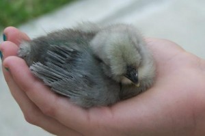 La Poule soie (autrefois nègre soie), reine des volailles d'ornement