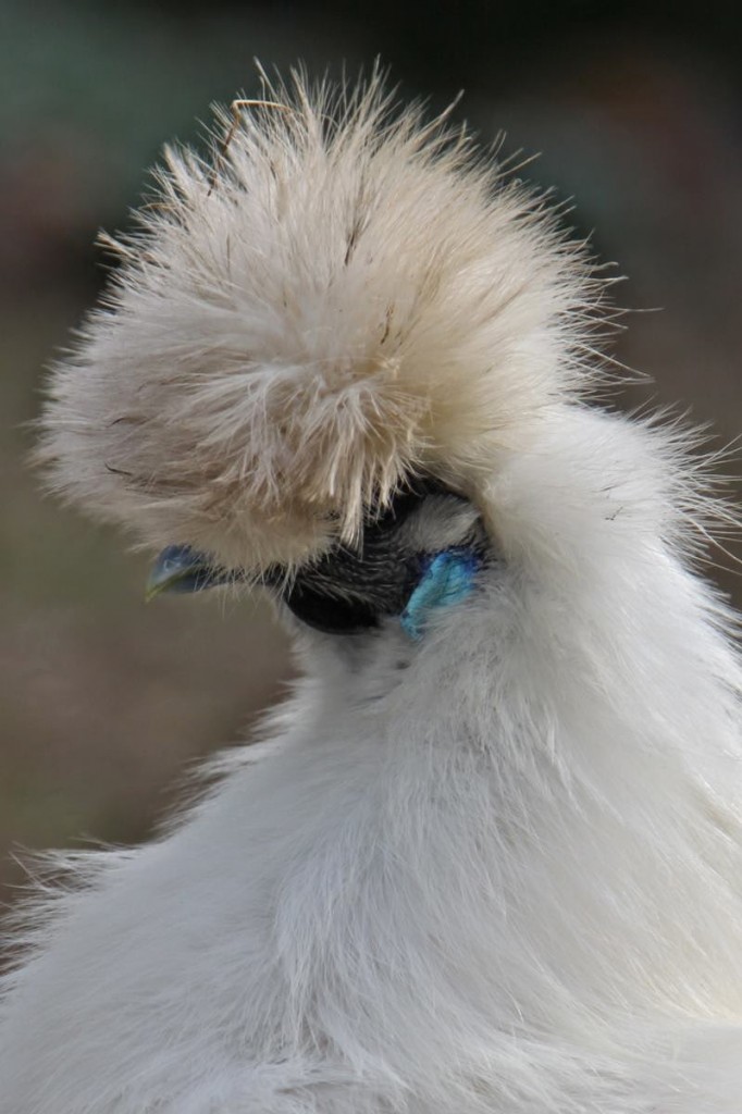 La Poule soie (autrefois nègre soie), reine des volailles d'ornement