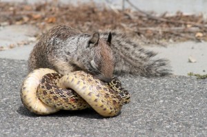 Comportement : l'instinct de survie des animaux sauvages