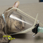 Stérilisation des chats mâles : déroulement de l'opération en images