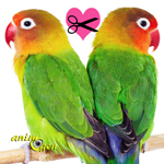 Reproduction : peut-on stériliser les perroquets mâles et femelles ?