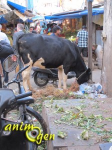 Inde : quand les vaches envahissent la ville