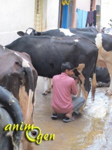 Inde : quand les vaches envahissent la ville