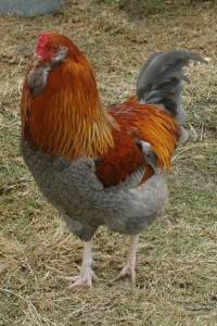 L'Améraucana, une poule chilienne aux airs d'aristocrate
