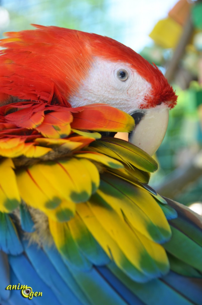 Ara rouge, ou Ara macao, un perroquet "rock & roll"