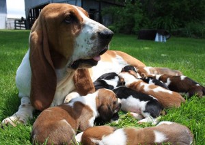 Le Basset Hound, un pataud au grand charme