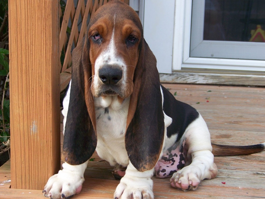 Le Basset Hound, un pataud au grand charme