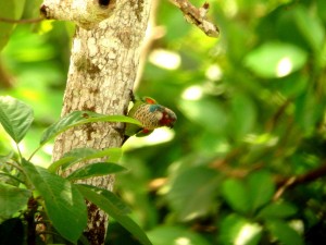 La Conure de Todd, ou Pyrrhura picta caeruleiceps