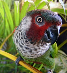 La Conure de Todd, ou Pyrrhura picta caeruleiceps