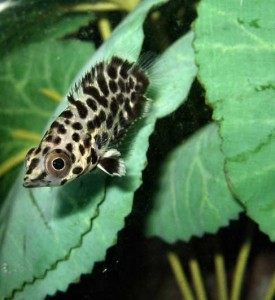 Le Cténopoma léopard, ou Ctenopoma acutirostre