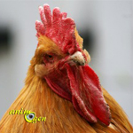 L'Orpington, une poule hybride de charme