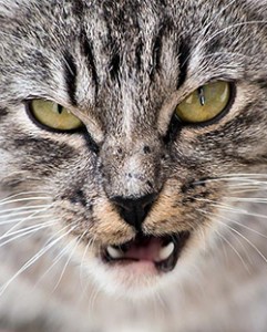 Causes d'agressions entre chats : le territoire