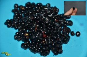 Les mûres, un caviar d'été pour nos perroquets