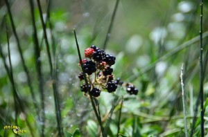 Les mûres, un caviar d'été pour nos perroquets