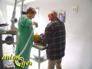 Santé en images : comment se déroule l'anesthésie durant l'opération d'un perroquet ?