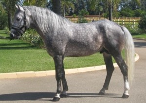 Le Barbe, un cheval taillé pour l'endurance