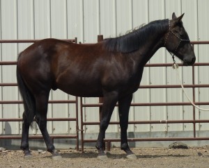 Le Barbe, un cheval taillé pour l'endurance