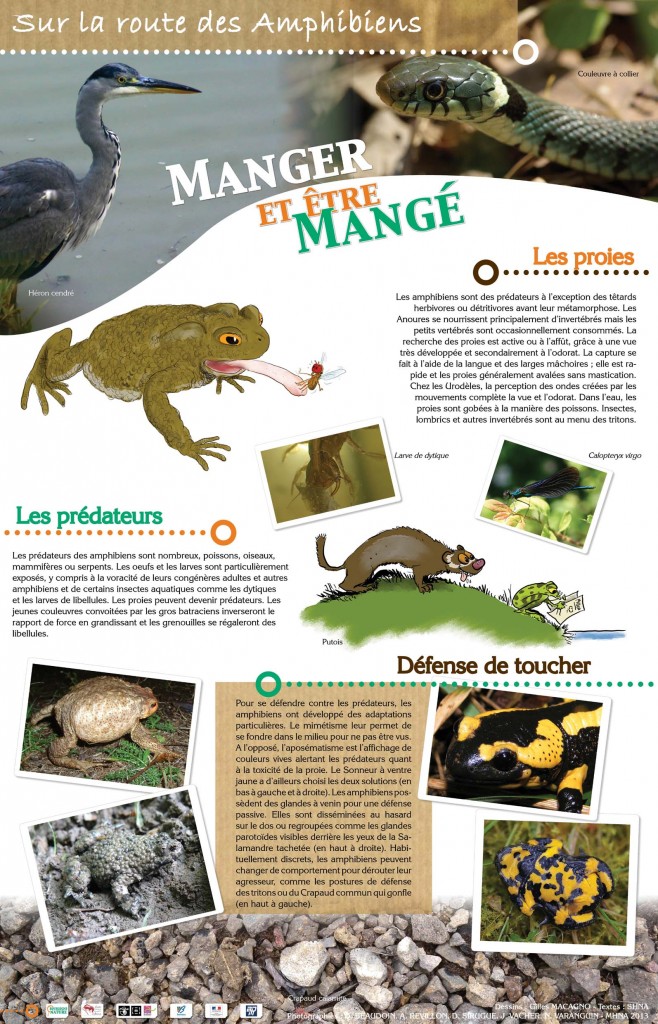 Exposition "Sur la route des Amphibiens de Bourgogne" à Autun (71), du mercredi 01 er janvier au 31 décembre mercredi 2014